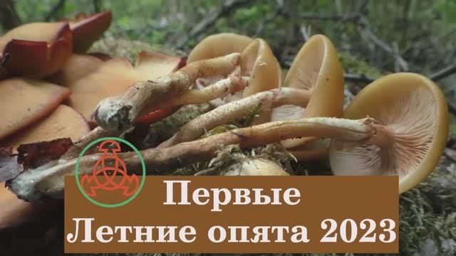 Первые Летние опята 2023 года. Дневник грибника 10 июня 2023 года. смотреть онлайн