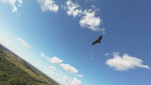 🦅Egle🪶 Race with You🌪️