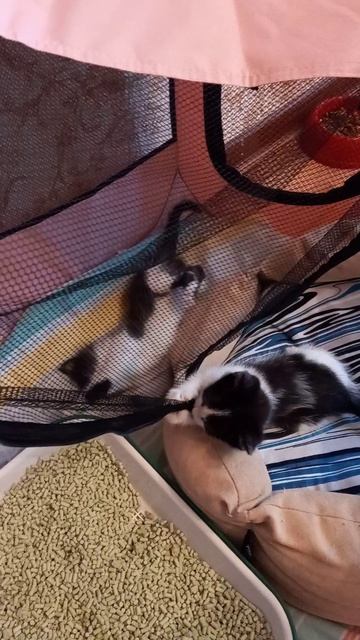 Манеж для котят.Туалет для котят с наполнителем