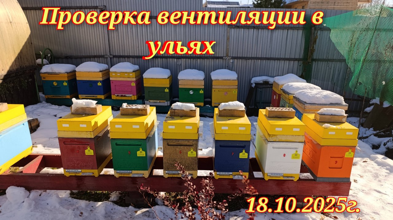 Проверка вентиляции в ульях.Состояние клубов.18.10.2025г. смотреть онлайн