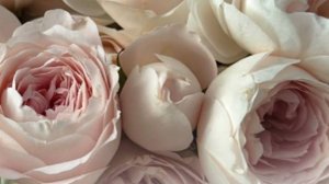 Поздравление с днем рождения открытки пожеланиями 🌸 НОВИНКА