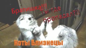 Коты Близнецы. Twins cats. 双胞胎猫.