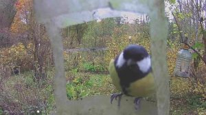 Что сняла фотоловушка / С Эльфом в деревне