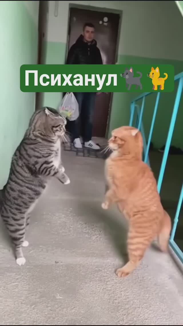 Бойцовские коты🐈⬛🐈🤓