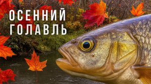 ОН ЕЩЕ КЛЮЕТ❓ / РЫБАЛКА на ГОЛАВЛЯ ОСЕНЬЮ 🍁