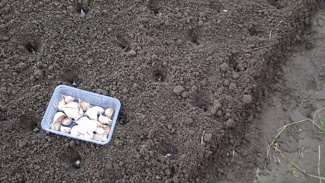 Посадка озимого чеснока в октябре: глубина и схема посадки