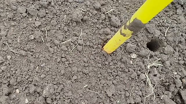 Сажаем чеснок под зиму. Всё легко и просто!