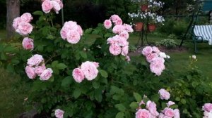 ✿➽ Любовь, любовь...2025 г  (часть 3)