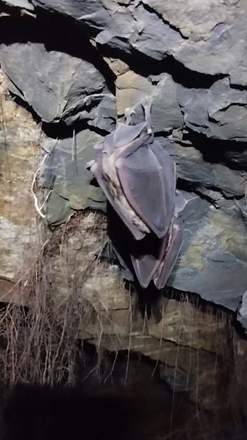 Штольни горы Сахалин