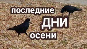 Грачи улетели