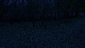 "Лесные симфонии: Музыка природы и её значение"