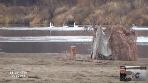 Белые Лебеди улетают на Юг .