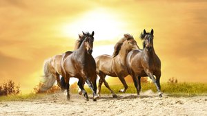 Куда же вы, кони песня