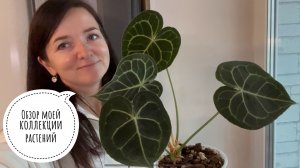 Обзор моей коллекции растений октябрь 2025
