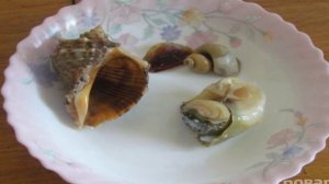 Рапаны, тушенные в сметане