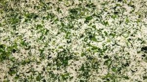 Рулеты с рыбой и творогом