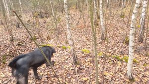 Не за грибами, а на прогулку...