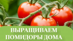 САДИМ НОВЫЙ СОРТ ПОМИДОР. В ТЕПЛИЦЫ.