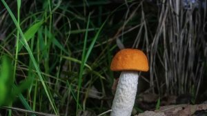 Как растут грибы.Подосиновик