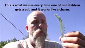 About an Ancient Healing Plant