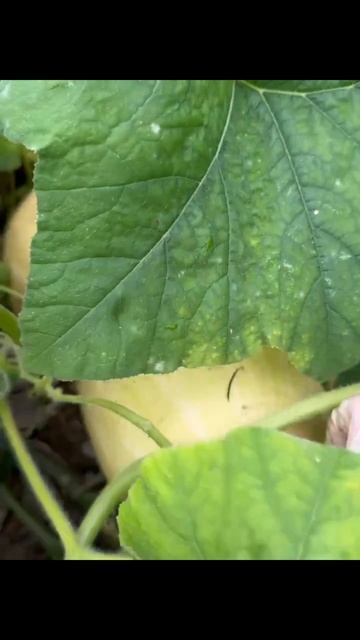 18-10-2025 смотреть онлайн