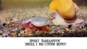 Проект "Палюдариум". Эпизод 3. Мы строим ферму!