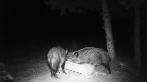 Выпас кабанов Октябрь 2025 часть 2