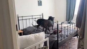 Даша из Финляндии - Остаюсь одна с собаками в первый раз Кофе Прогулки гальго 18.10.2025