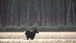 Echoes of the Black Forest Gothic Dark Ambient Cinematic