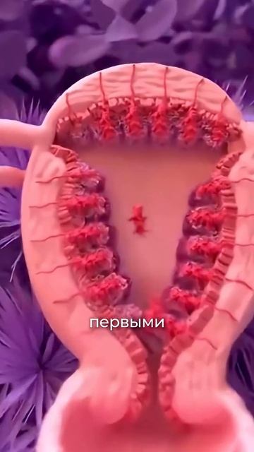 Менопауза не приходит внезапно: первые признаки перехода смотреть онлайн