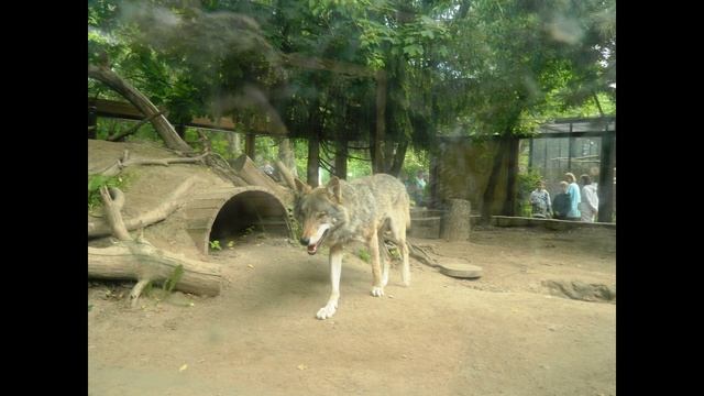 Санкт-Петербург прогулка Камчатка зоопарк Петропавловская крепость