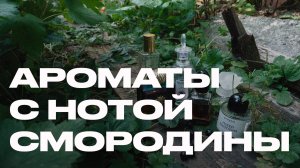 5 ароматов с нотой смородины, которые пахнут дорого и утончённо