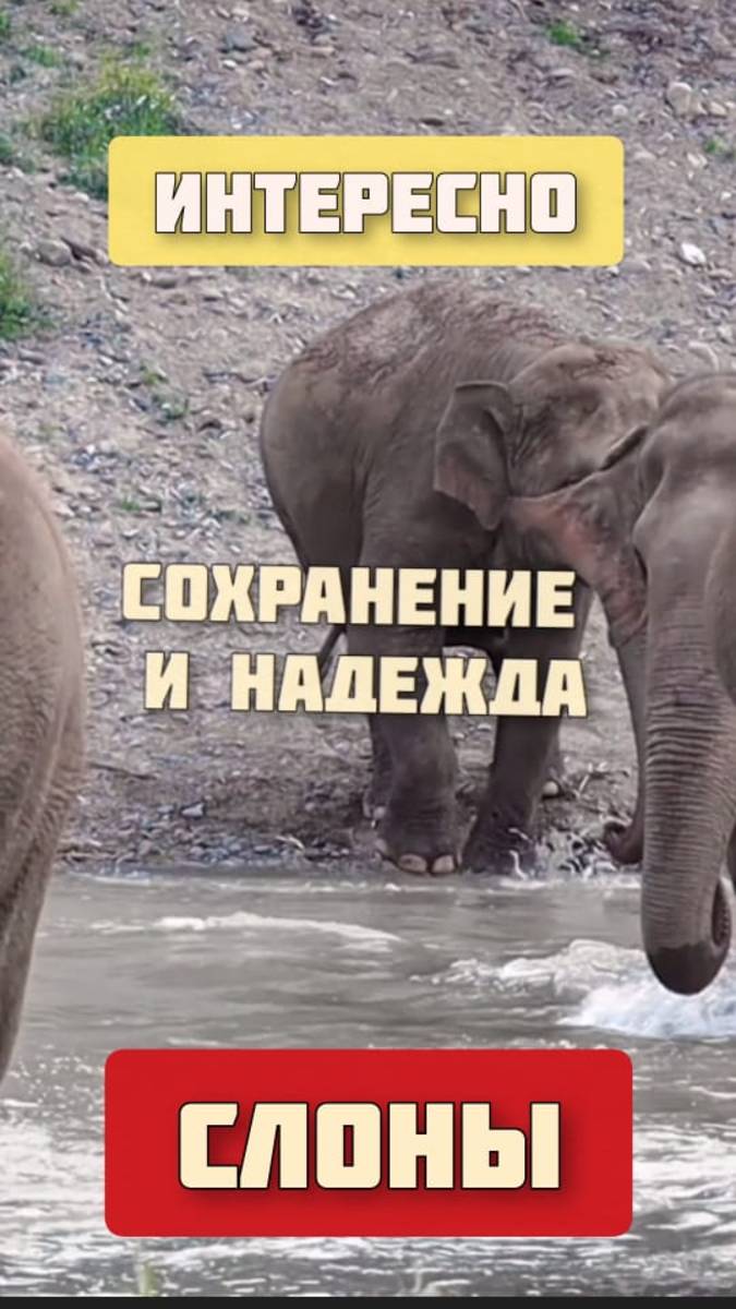 Слоны. Сохранение и надежда