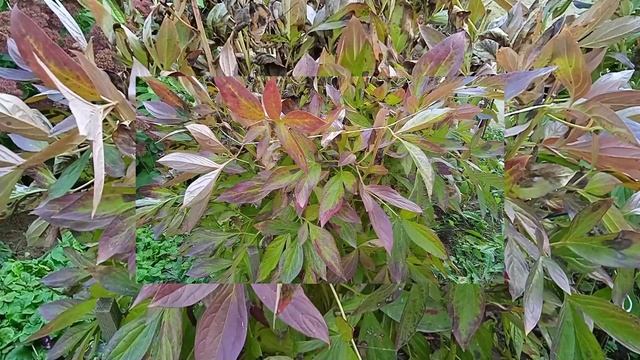 Пионы в октябре: чем обработать от мучнистой росы ржавчины и серой гнили