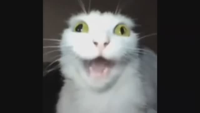 СЖВ-124_Треногина Полина_Петровская Дарья_Our first graduation