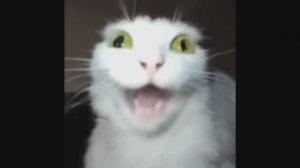 СЖВ-124_Треногина Полина_Петровская Дарья_Our first graduation