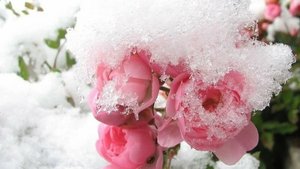 Последние цветы