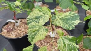 Не только хвойные!