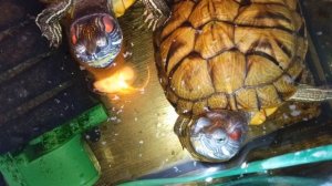 Красноухие черепахи 🐢 утро 18-10-2025