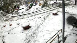Дерево рухнуло рядом с человеком в Омске