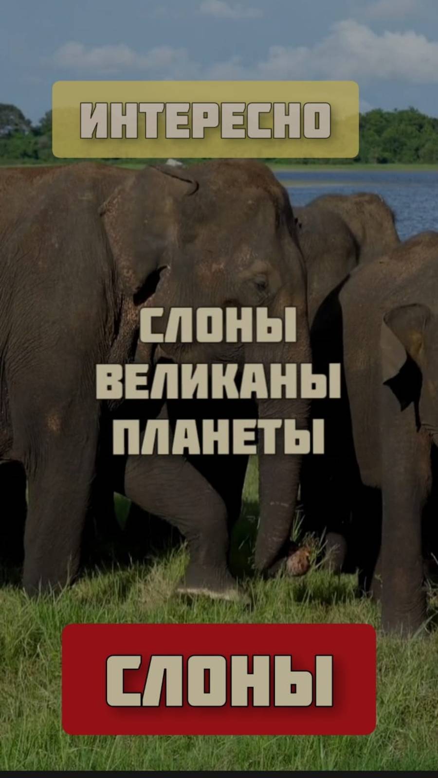 Слоны - великаны планеты