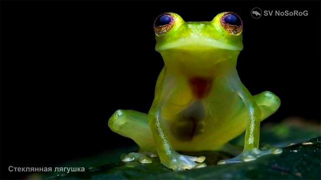 Зачем Стеклянные лягушки из семейства Centrolenidae научились прятать всю свою кровь в печени ?