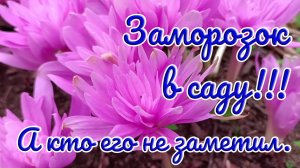 02.10.25 г. Сад после первого заморозка. Заморозок в саду!!! А кто его не заметил.