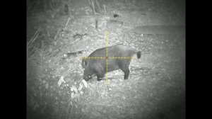 Охота на кабана