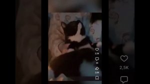VivaCut_video_1760801585604_1080HD.mp4