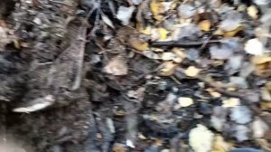 3. Металлокоп с Quest X5. Немного поиска для души