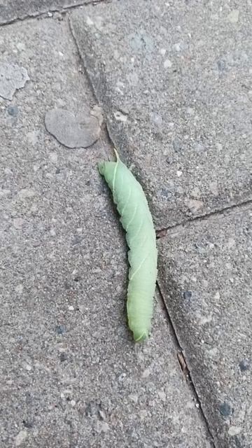 Крупная гусеница смотреть онлайн