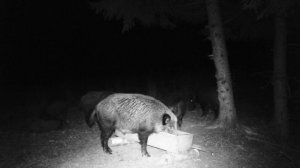 Выпас кабанов Октябрь 2025 часть 1