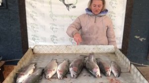 хороший улов форели