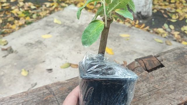 НЕИЗВЕСТНЫЙ САЖЕНЕЦ, ОТ "КРЫМСКИЙ ПИТОМНИК РАСТЕНИЙ." смотреть онлайн